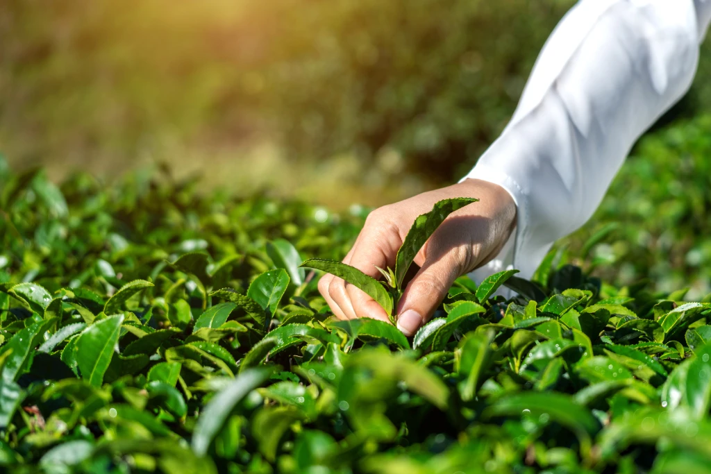 Tea & Sustainability.jpg